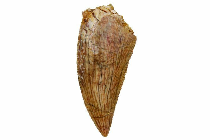 Serrated, Raptor Tooth - Real Dinosaur Tooth #259176